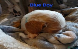 Cavalier King Charles Spaniel dogs for sale: DNA TESTED CAVALIER KING CHARLES  - Image 20