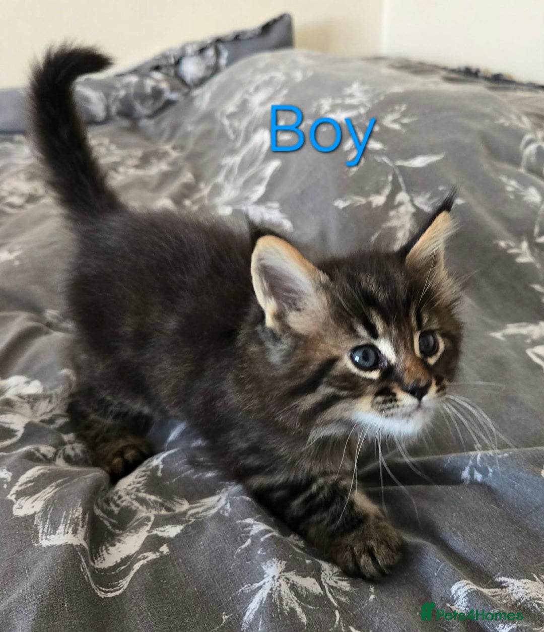 Maine Coon cats for sale: 4 Maine coon boys. - Advert 10