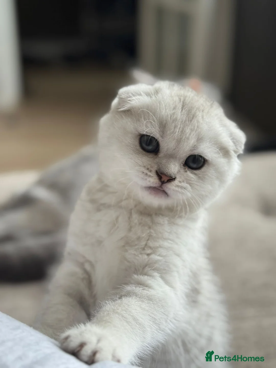 Scottish Fold cats for stud: Prada Stud ready for duties  - Advert 8