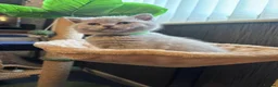 British Shorthair cats for sale: British shorthaired male kittens  in Wolverhampton - Advert 13