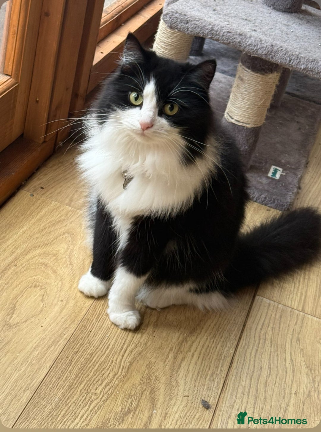 Mixed Breed cats for sale: Zeus is looking for a new home  - Image 4