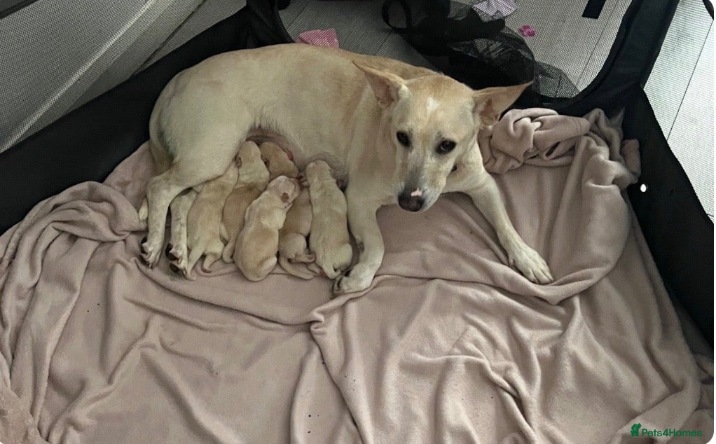 Mixed Breed dogs for sale: Cypher - Advert 2