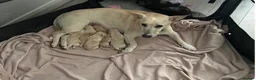 Mixed Breed dogs for sale: Cypher - Advert 1