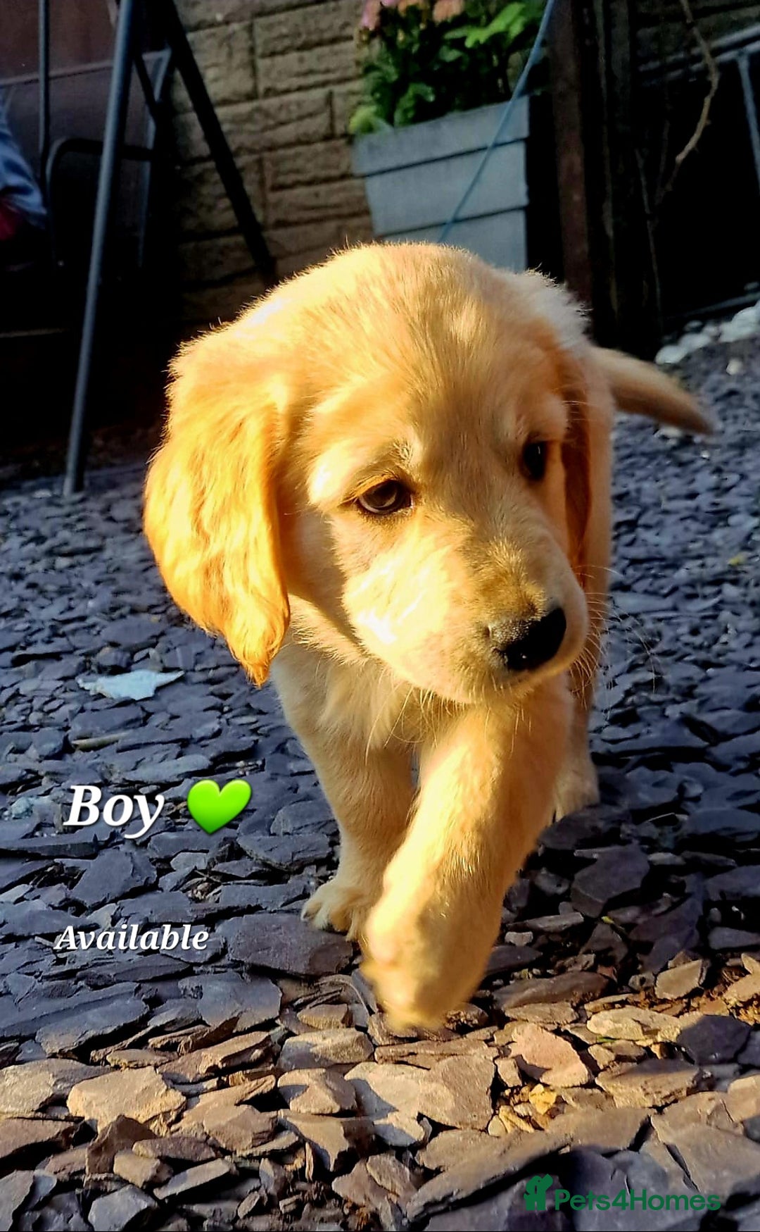 Golden Retriever dogs for sale: 💫💫💫 All puppies are reserved 💫💫💫 in Saint Helens - Image 1