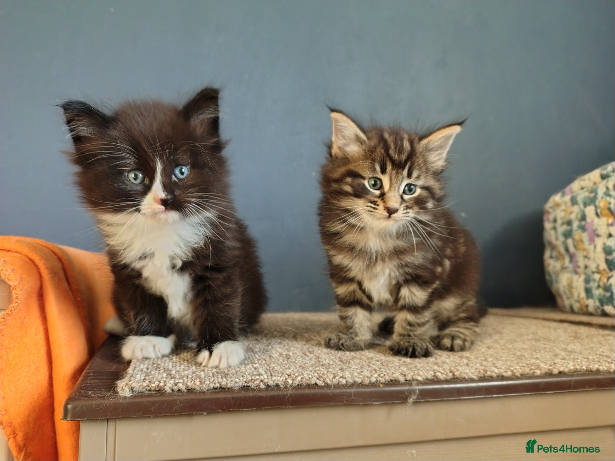 Norwegian Forest Cat cats Beautiful Pedigree Norwegian Forest kittens - Advert 9
