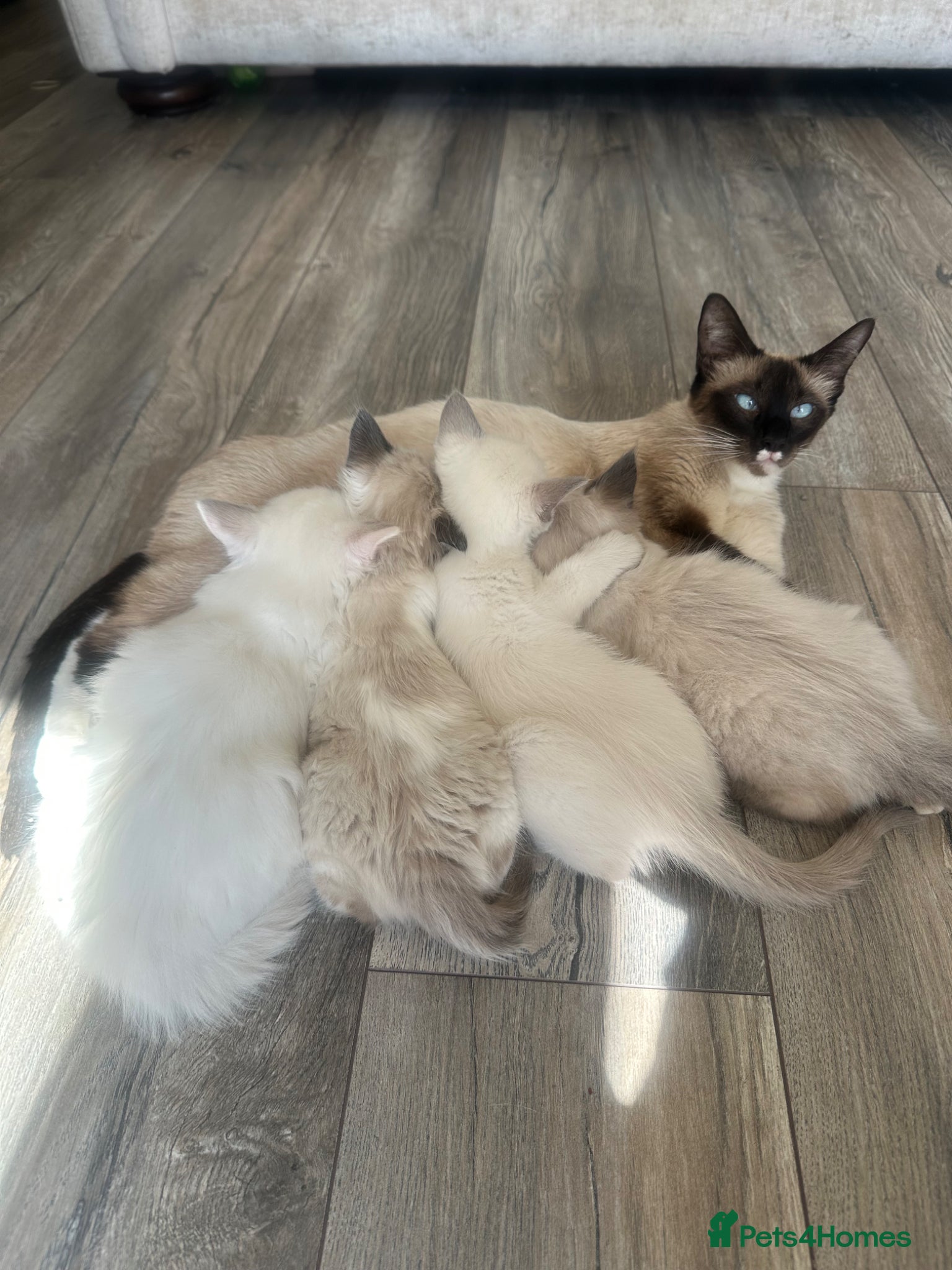 Ragdoll cats Beautiful Ragdoll Siamese Kittens - Advert 17