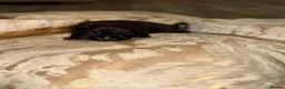 Cane Corso dogs for sale: Cane corso - Advert 17