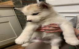 Utonagan dogs for sale: Husky x malamute  - Image 29