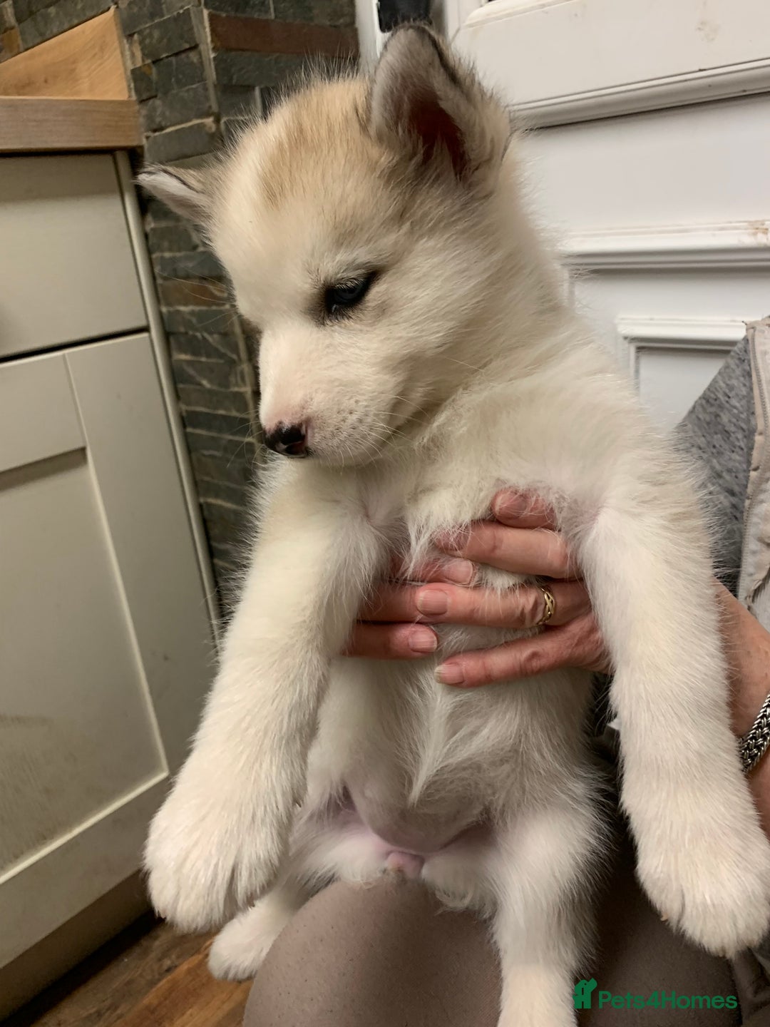 Utonagan dogs for sale: Husky x malamute  - Image 29