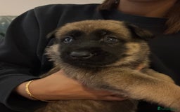 Mixed Breed dogs for sale: 7 German Shepherd & Belgian Malinois Puppies - Image 7