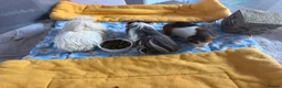 Guinea Pig rodents for sale: 3 bonded female guinea pigs - Advert 2