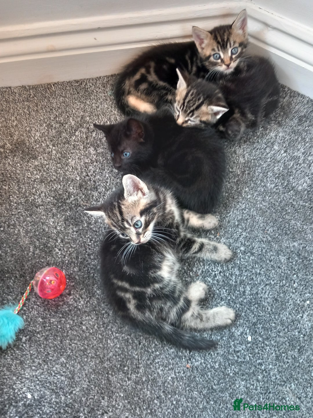 British Shorthair cats for sale: Stunning, Cheeky, Mischievous Kittens for Sale. - Image 2