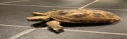 Tortoise reptiles for sale: Horsefield male tortoise  - Advert 4