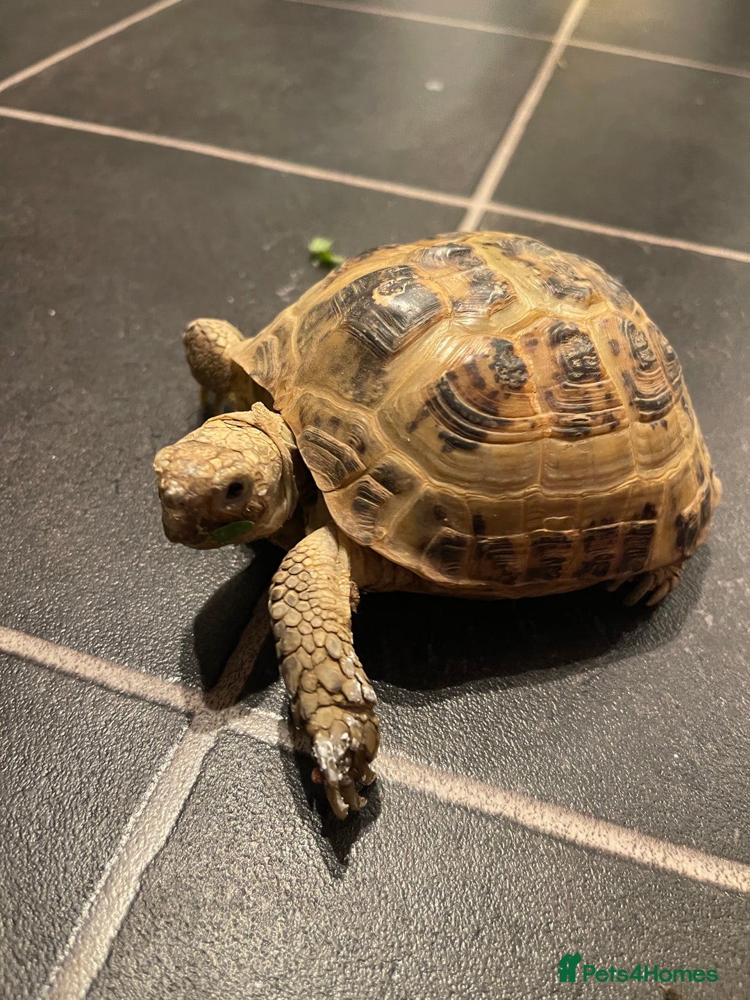 Tortoise reptiles for sale: Horsefield male tortoise  - Advert 4