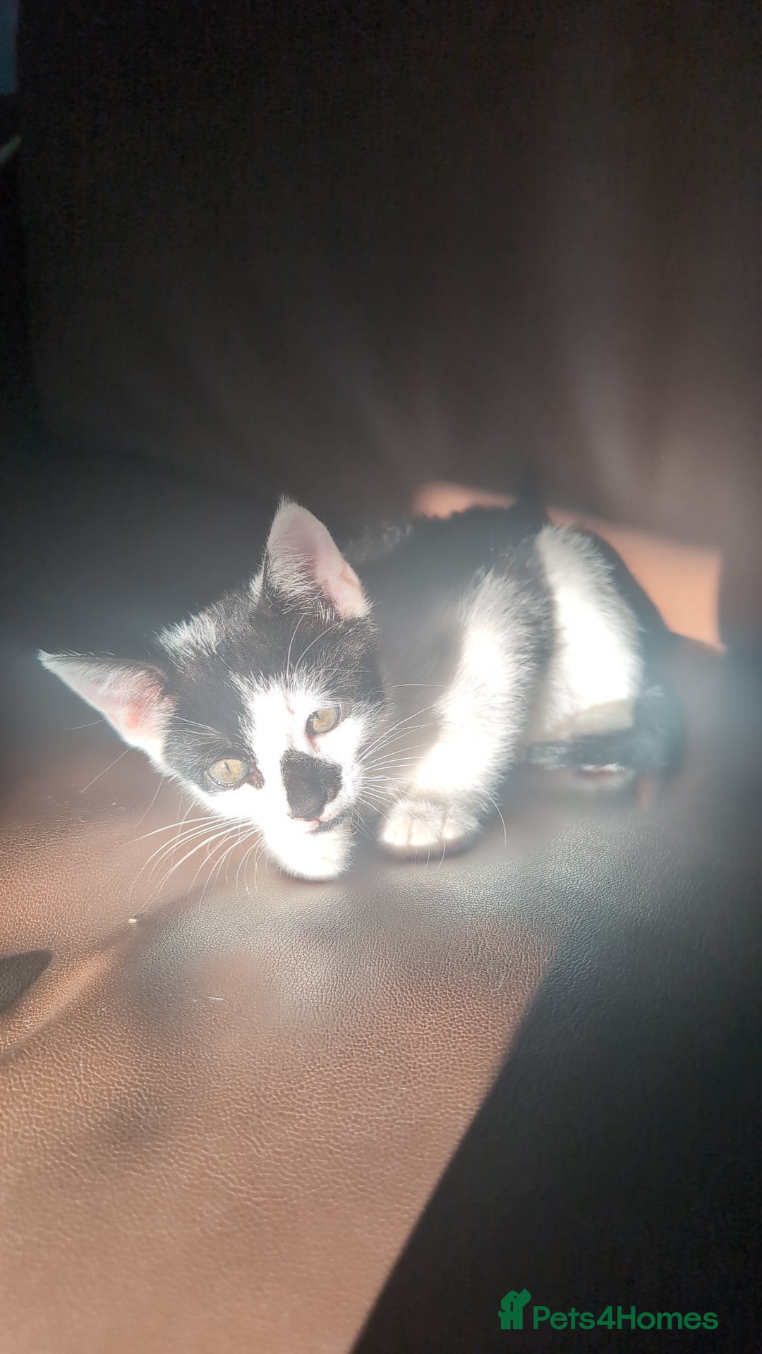 British Shorthair cats for sale: 1 male kitten - Image 3