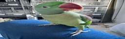 Parakeets birds for sale: DNA Certified Alexandrine Male Baby - Advert 13