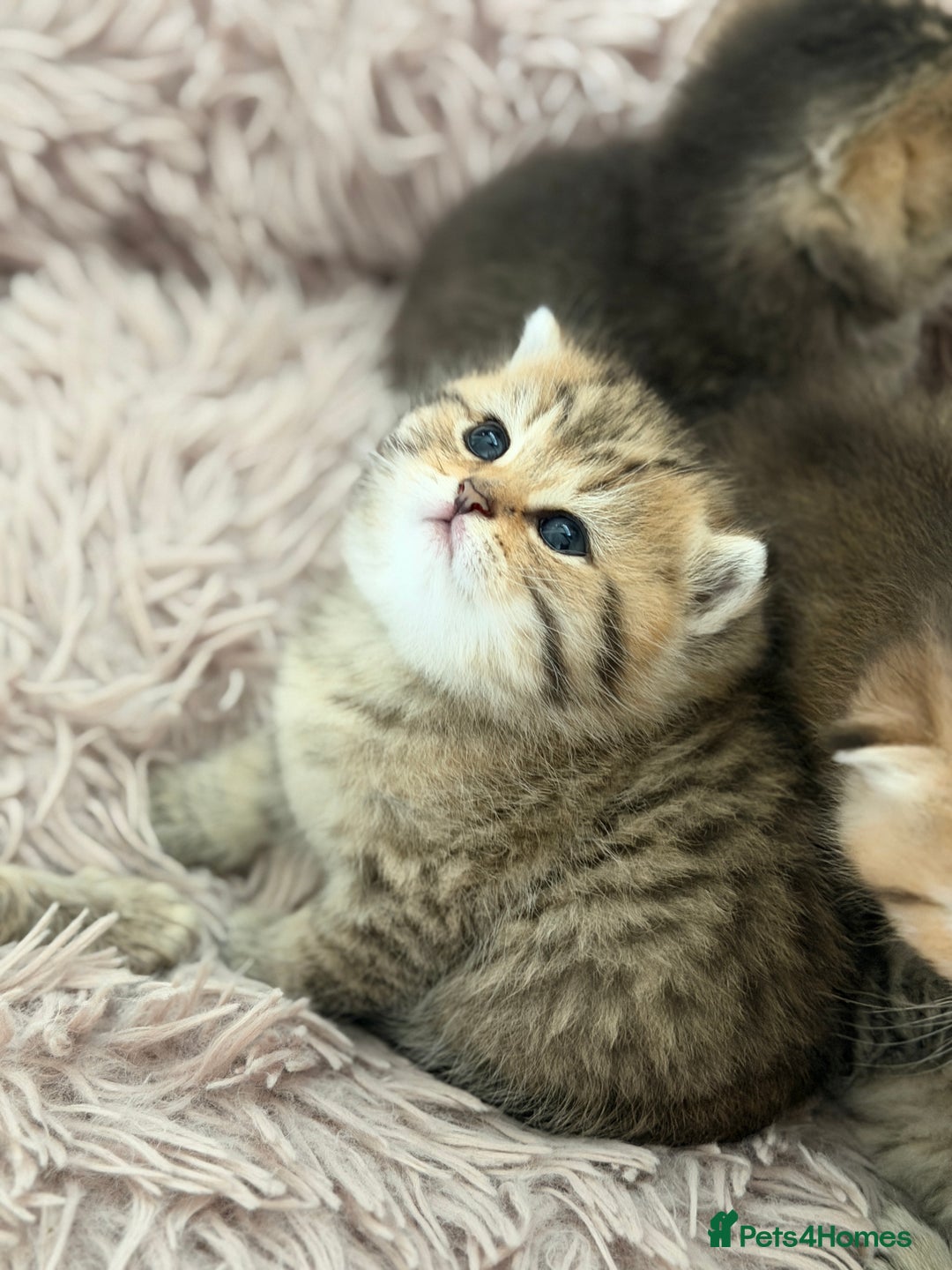 British Shorthair cats for sale: Beautiful British Shorthair Kittens – 5 Available - Advert 5