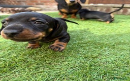 Miniature Dachshund dogs for sale: KC Reg, short haired miniature daschund puppies - Image 10