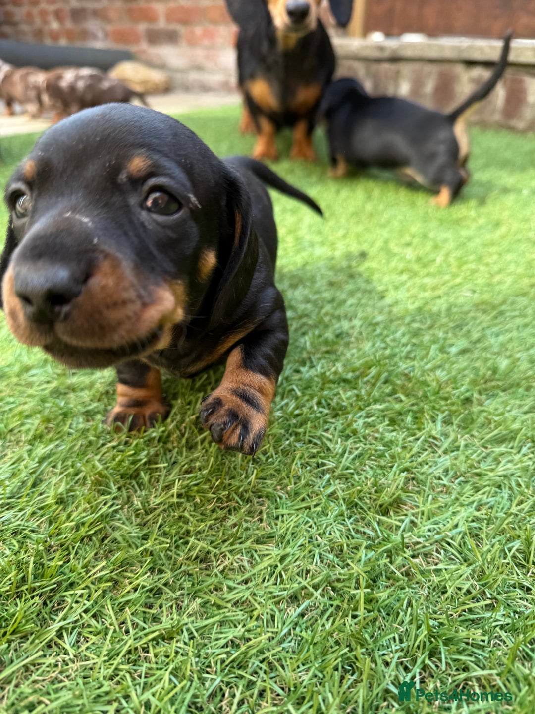 Miniature Dachshund dogs for sale: KC Reg, short haired miniature daschund puppies - Image 10