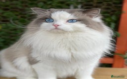 Ragdoll cats for sale: Ragdoll adult  Tica  - Image 7