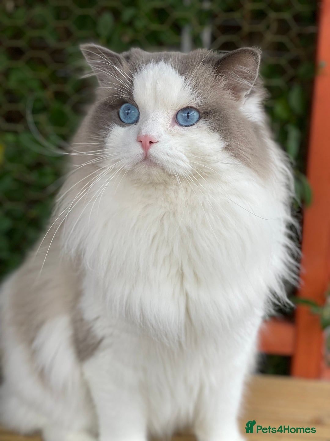 Ragdoll cats for sale: Ragdoll adult  Tica  - Image 7