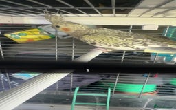 Cockatiels birds for sale: Baby cockatiel for sale mixed prices  - Image 3