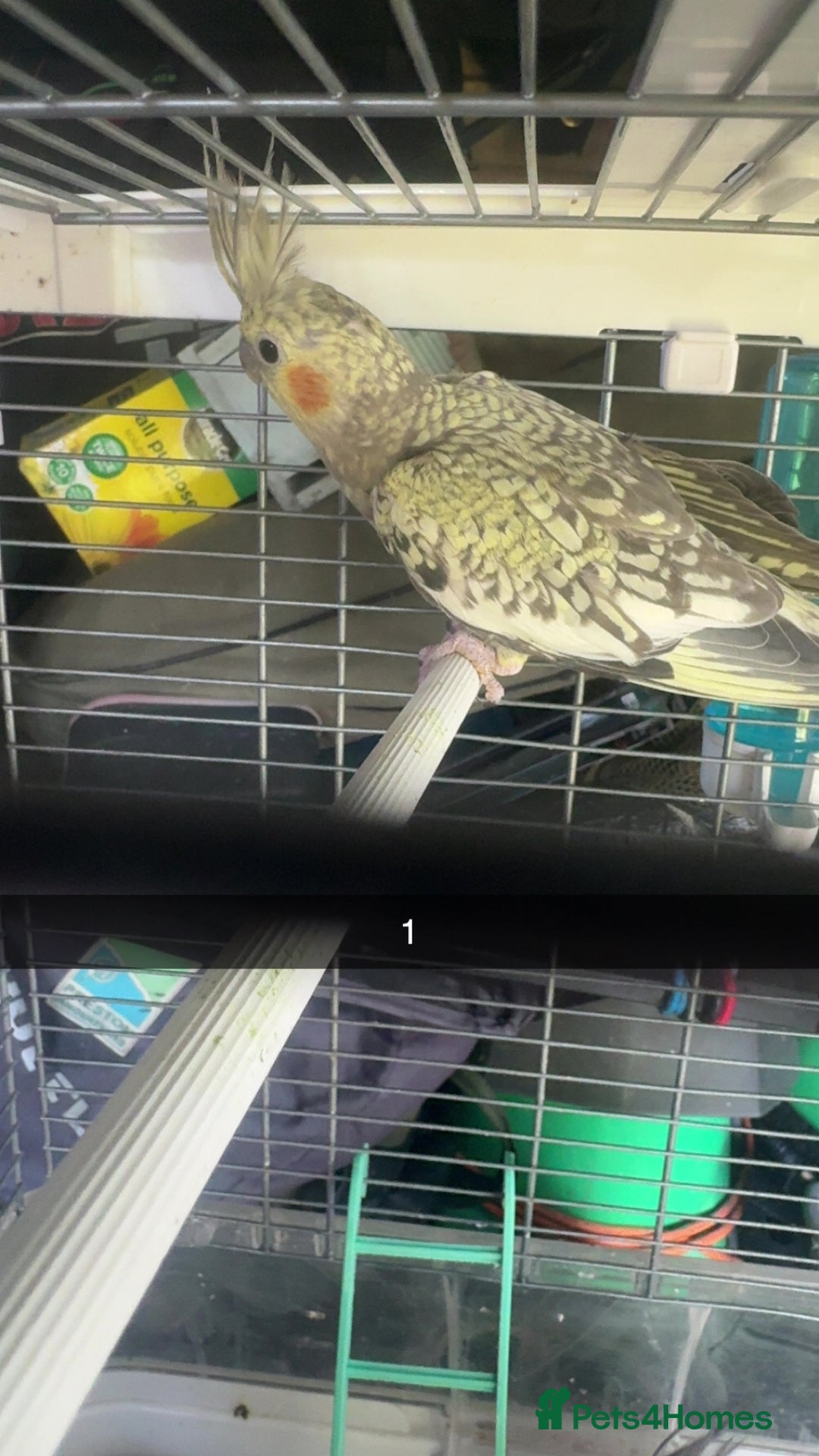 Cockatiels birds for sale: Baby cockatiel for sale mixed prices  - Image 3