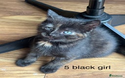 Mixed Breed cats for sale: Kittens (£250-£80) - Image 13