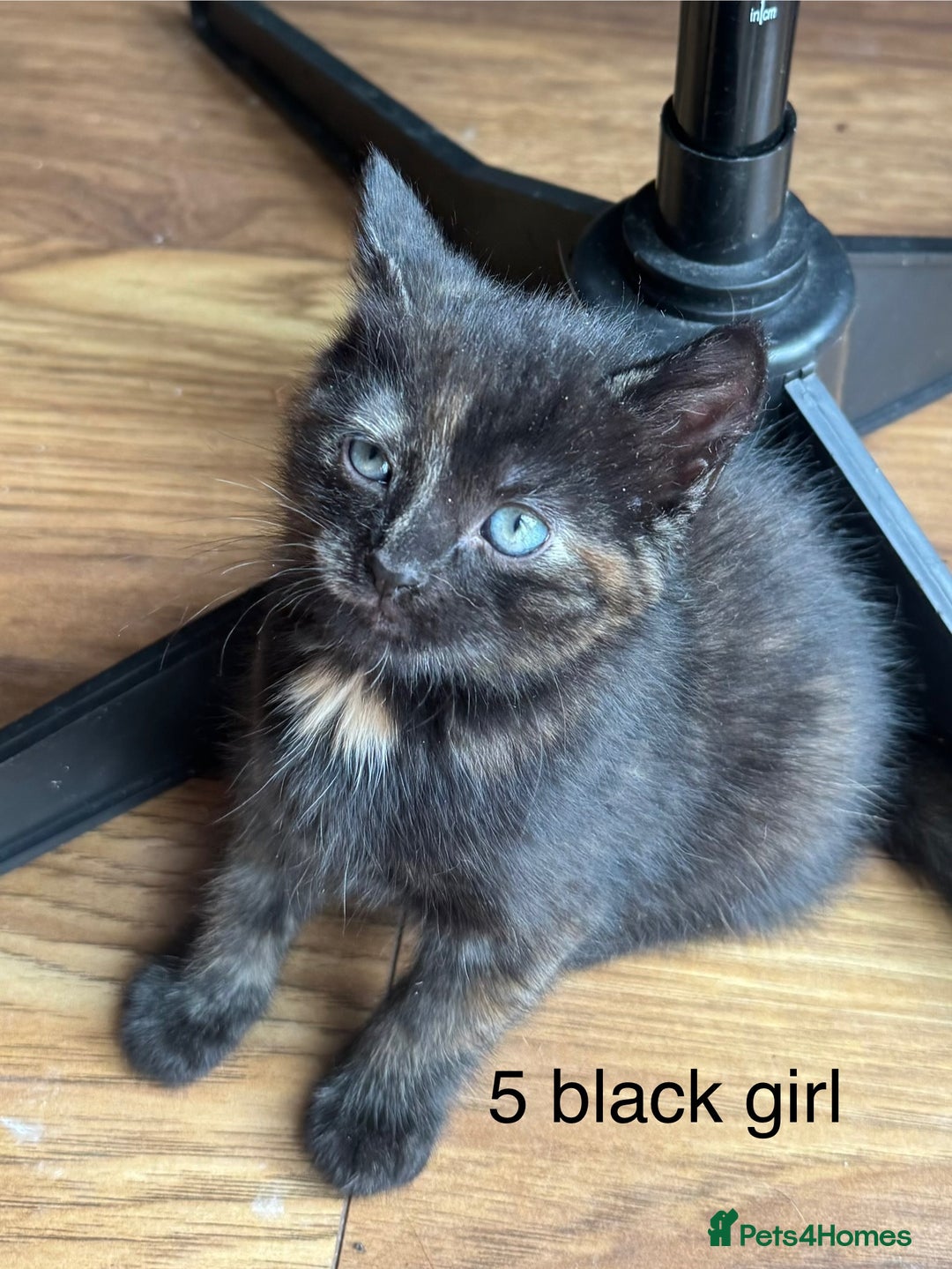 Mixed Breed cats for sale: Kittens (£250-£80) - Image 13