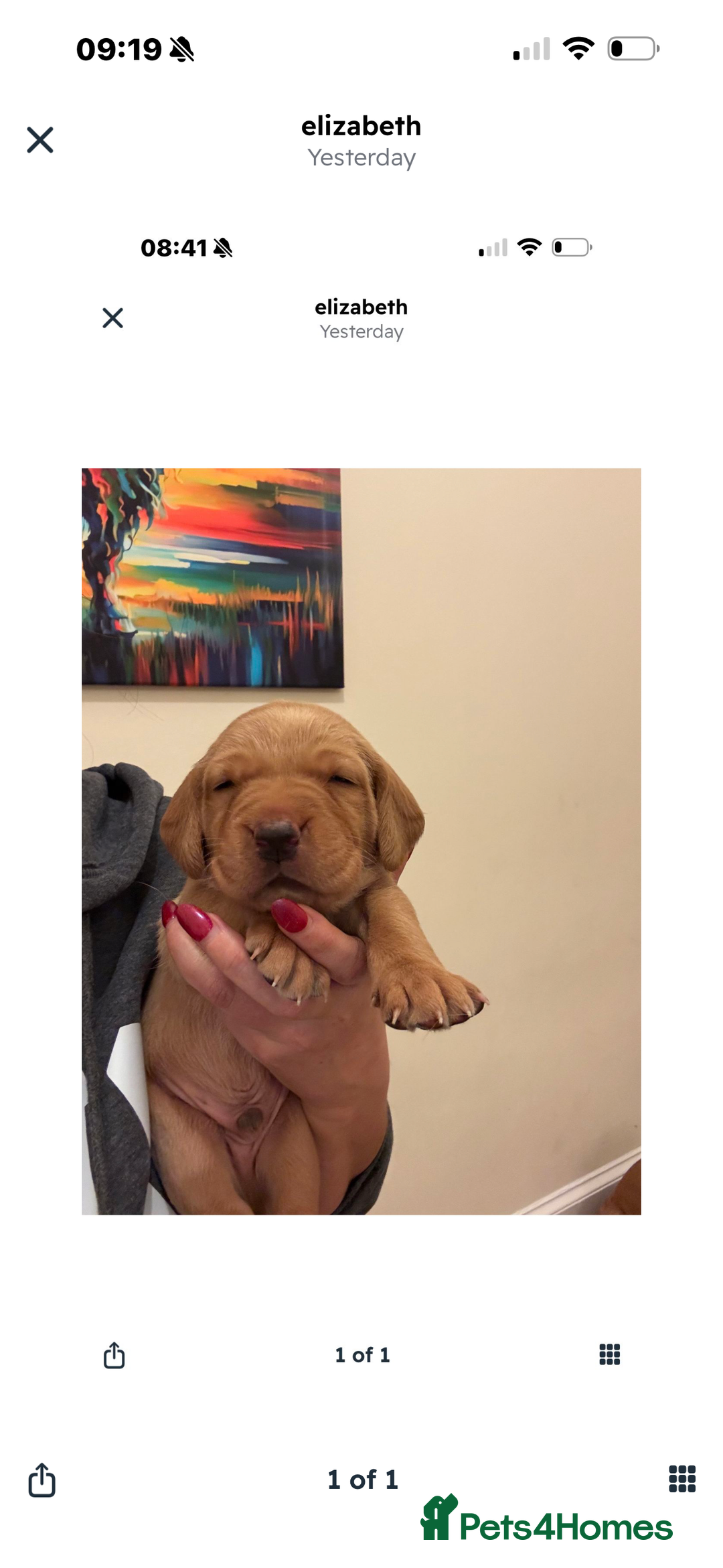 Labrador Retriever dogs for sale: Fox red Labrador puppies - Advert 3
