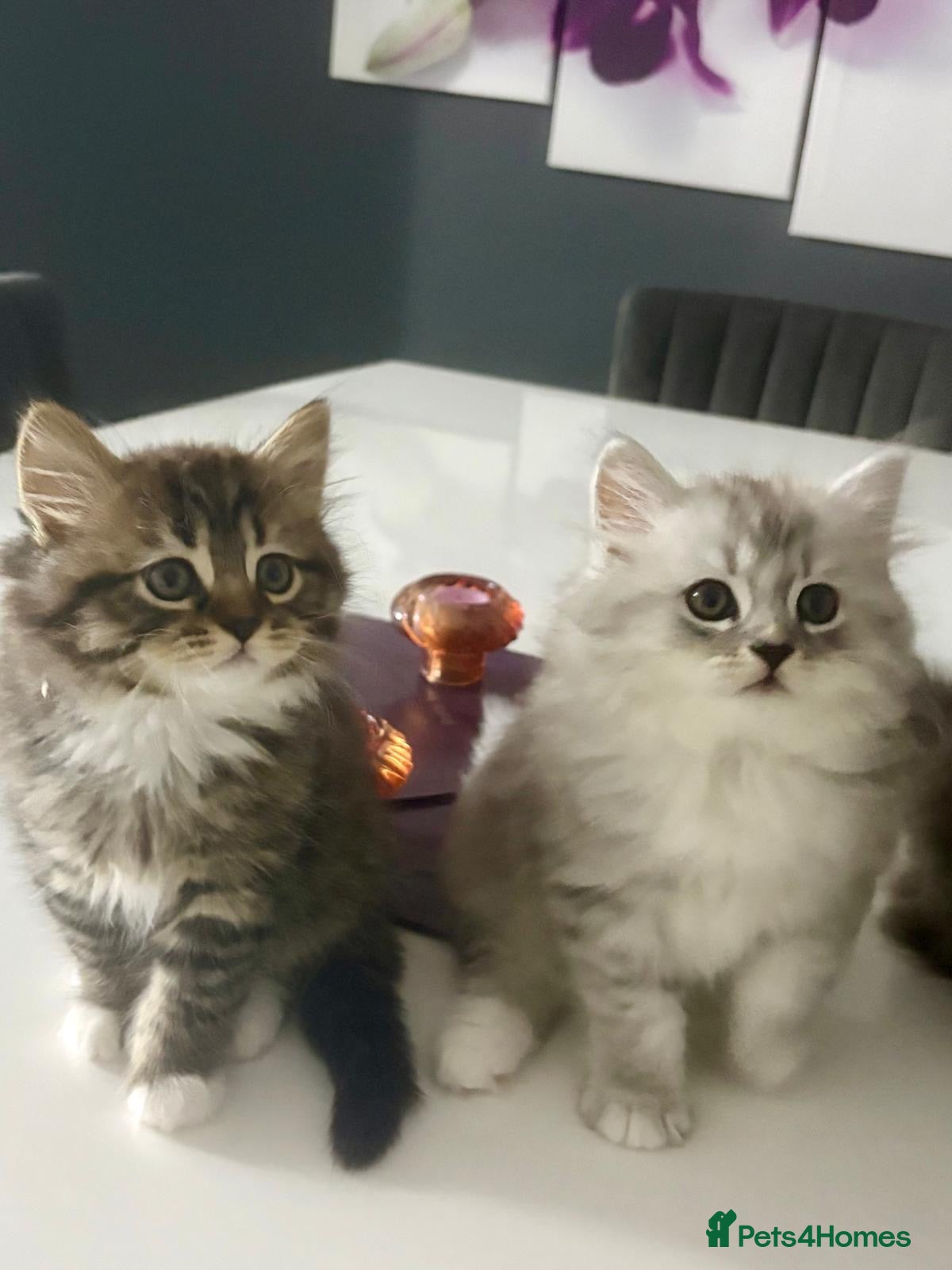 Mixed Breed cats BRITISH LONGHAIR × DOLLY FACE PERSIAN CHINCHILLA - Advert 1