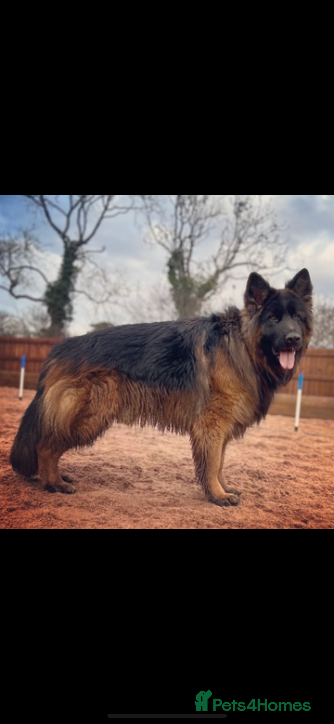 German Shepherd dogs ⭐️KC health Tested proven LUX⭐️ in Leicester - Advert 18