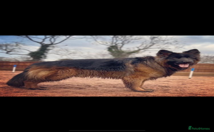 German Shepherd dogs in Leicester - Advert 16