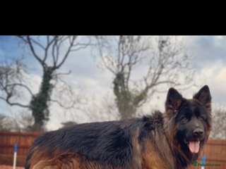 German Shepherd dogs in Leicester - Advert 32