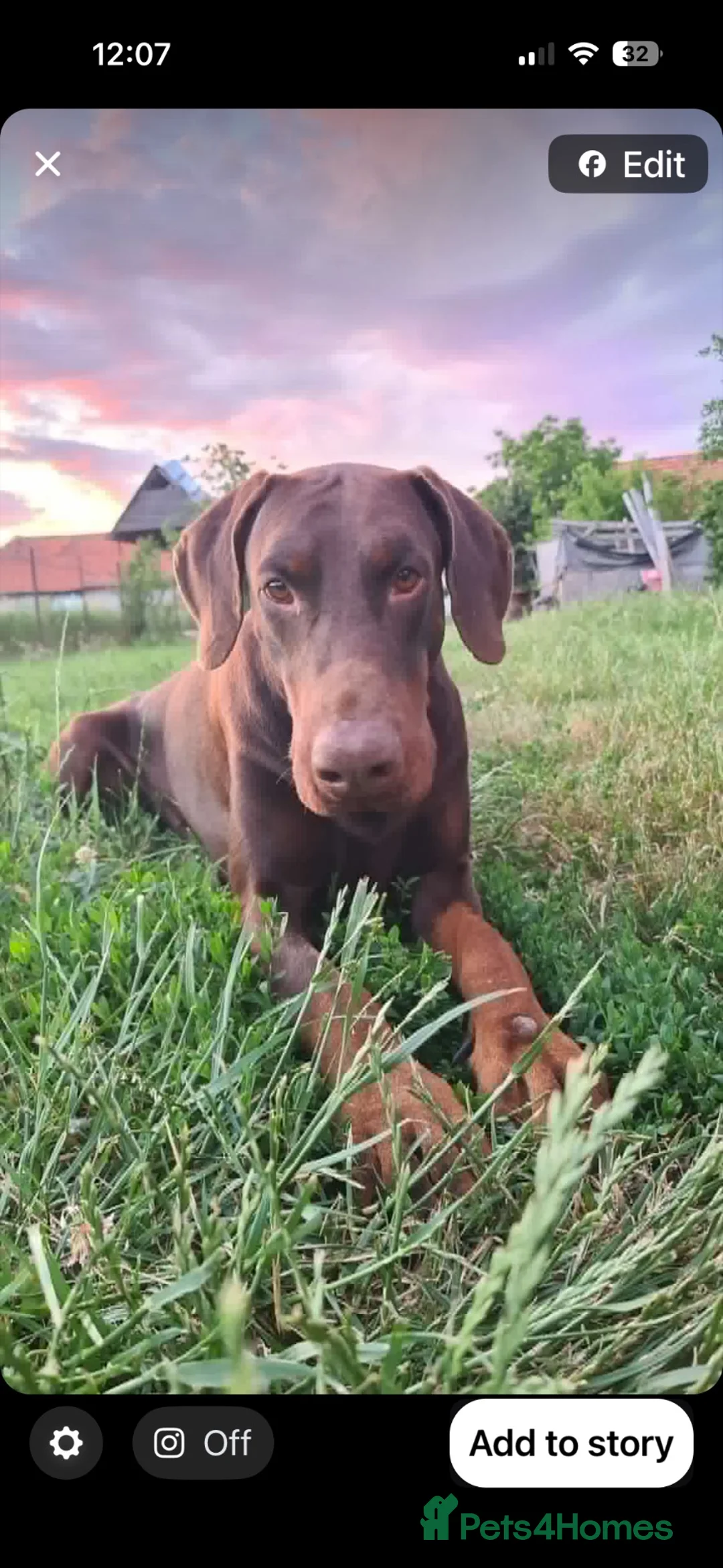 Dobermann dogs for sale: Male intact Doberman in Ruthin - Advert 1