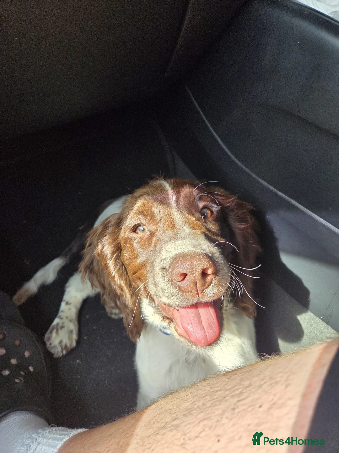 English Springer Spaniel dogs for sale: 16 week old springer spaniel puppy  in Eastbourne - Advert 2
