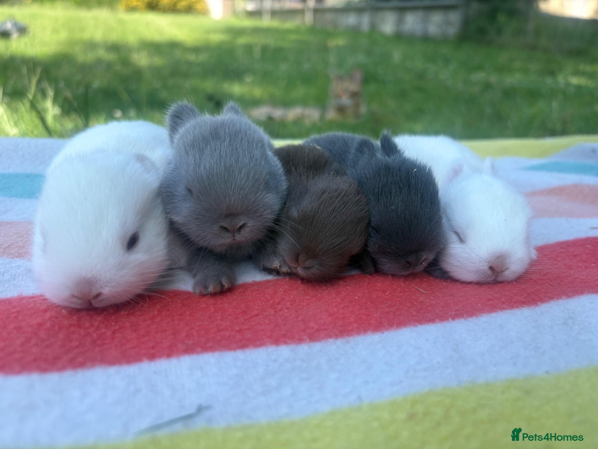 Netherland Dwarf rabbits White, Chocolate & Blue Netherland Dwarf Bunnies  - Advert 5