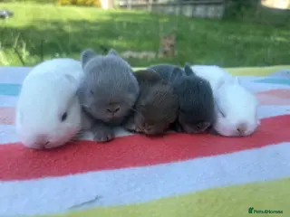 Netherland Dwarf rabbits White, Chocolate & Blue Netherland Dwarf Bunnies - Advert 5