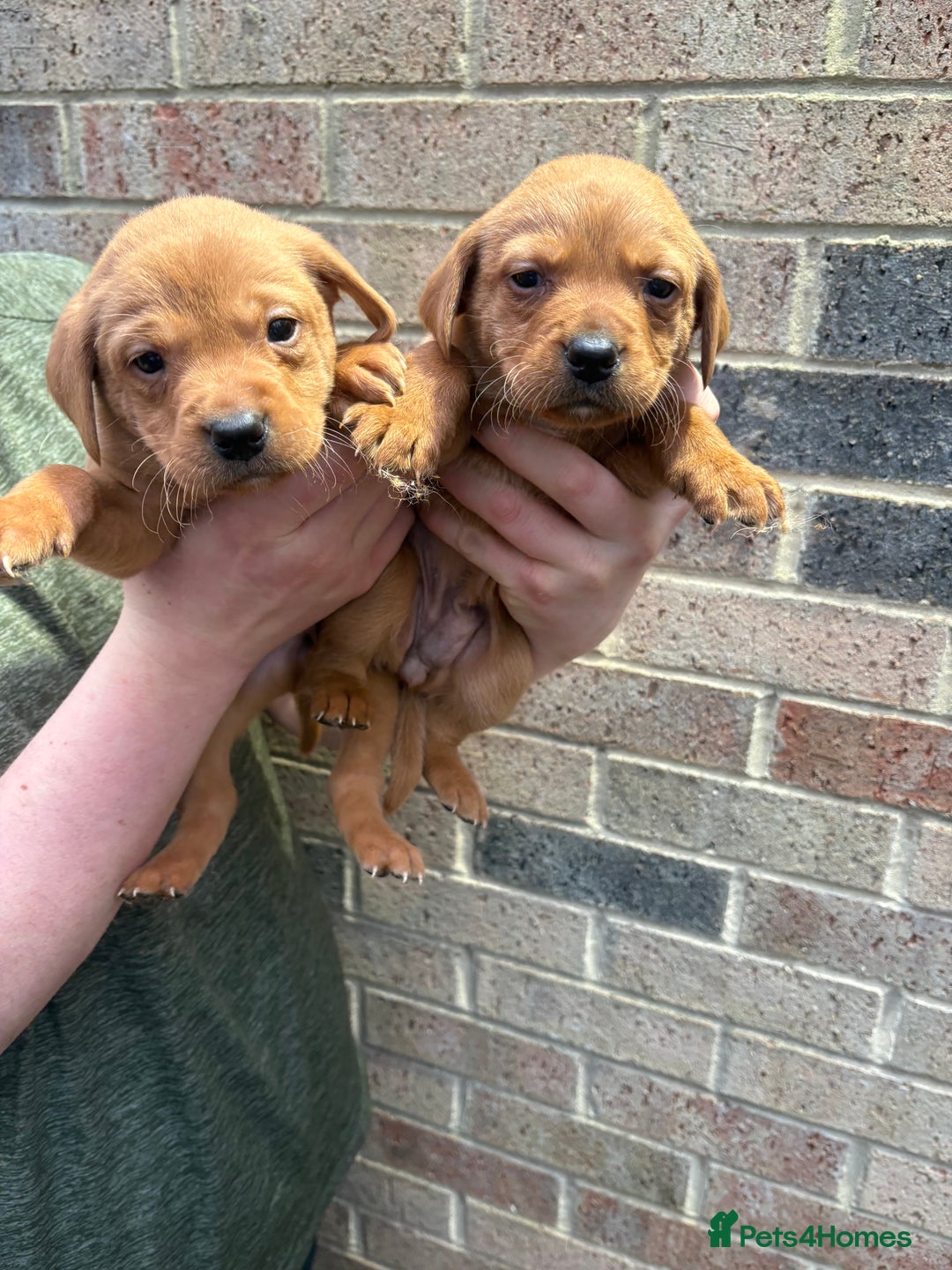 Labrador Retriever dogs for sale: Kc fox red Labrador puppies 4 boys ready to go  - Advert 25