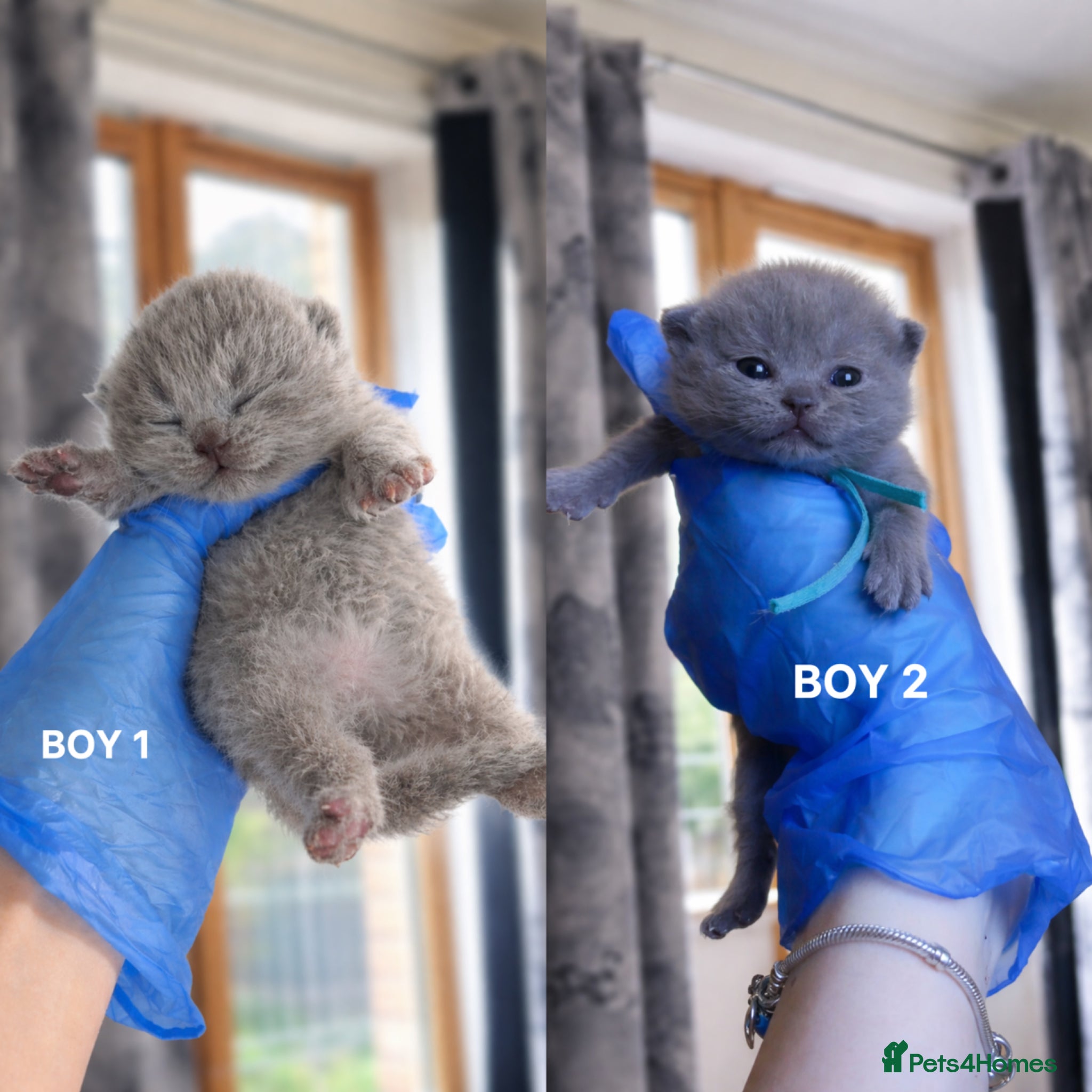 British Shorthair cats 🏆Pedigree Registered Champion Line BSH Kittens🏆 - Advert 1