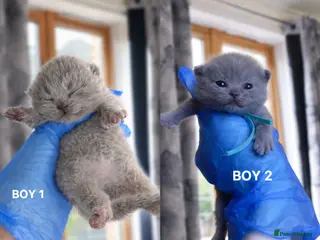 British Shorthair cats 🏆Pedigree Registered Champion Line BSH Kittens🏆 - Advert 2