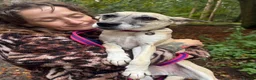 Mixed Breed dogs for adoption: Verity - Poringland Norfolk  in Norwich - Advert 6