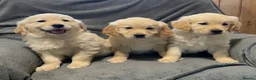 Golden Retriever dogs for sale: Beautiful Golden Retriever Puppies Ready Now - Advert 4