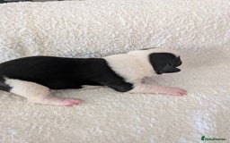 Mixed Breed dogs for sale: Cockerbull puppies  - Image 17
