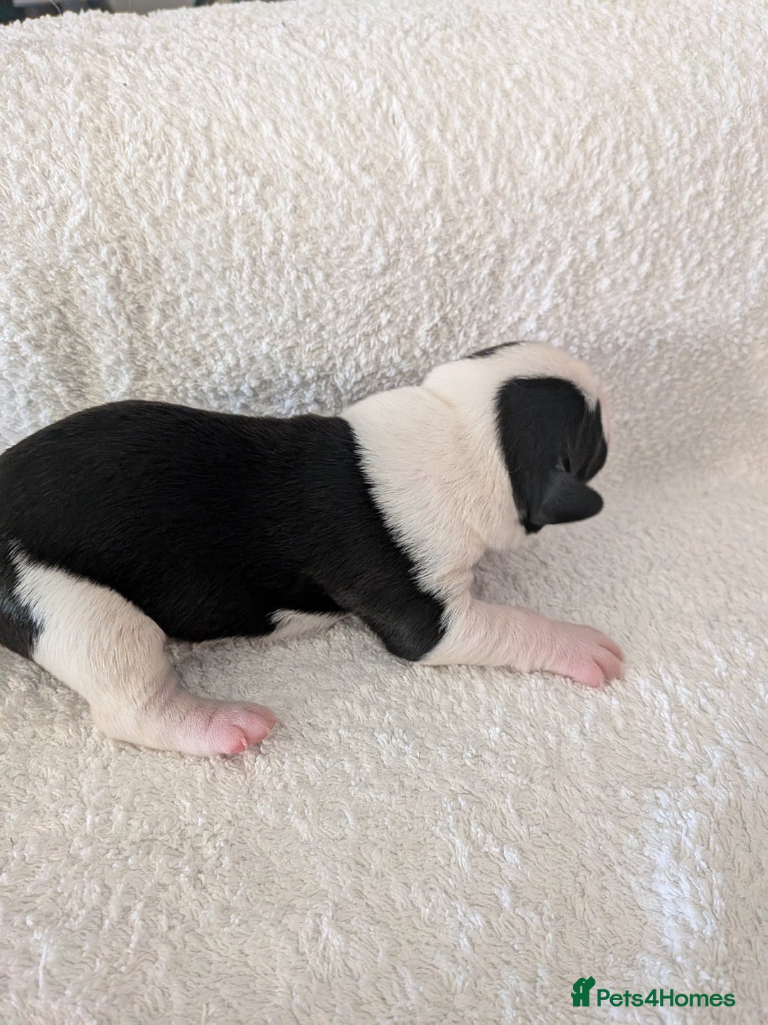Mixed Breed dogs for sale: Cockerbull puppies  - Image 17