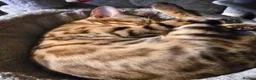 Bengal cats for sale: Prince and princesses seeking human slaves - Advert 6