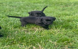 Labrador Retriever dogs for sale: Kc reg black working Labrador puppies  - Image 16