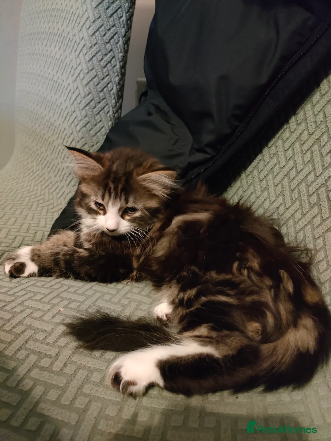 Mixed Breed cats for sale: 3 beautiful kittens - Advert 11