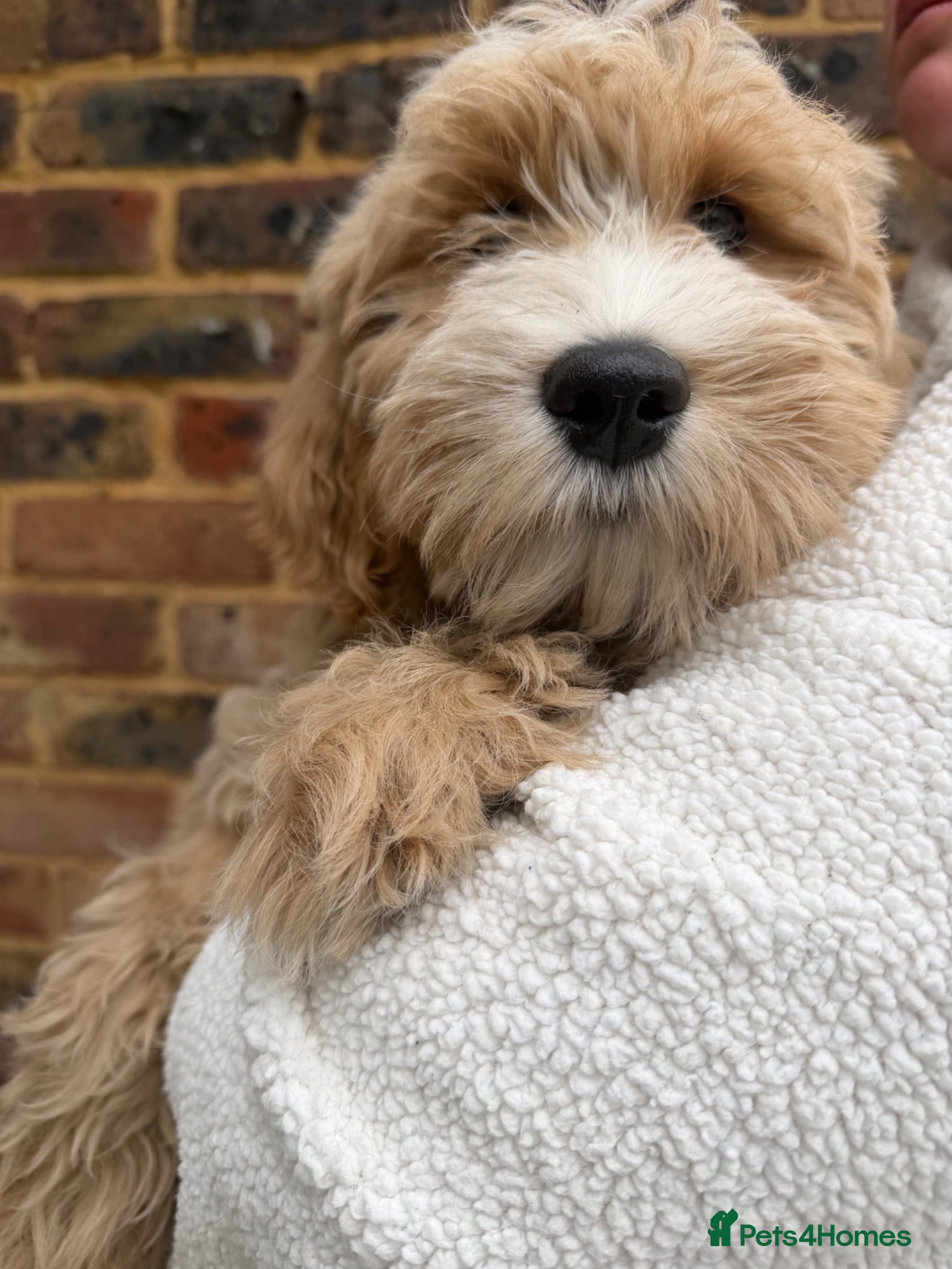 Labradoodle dogs Labradoodle  - Advert 1