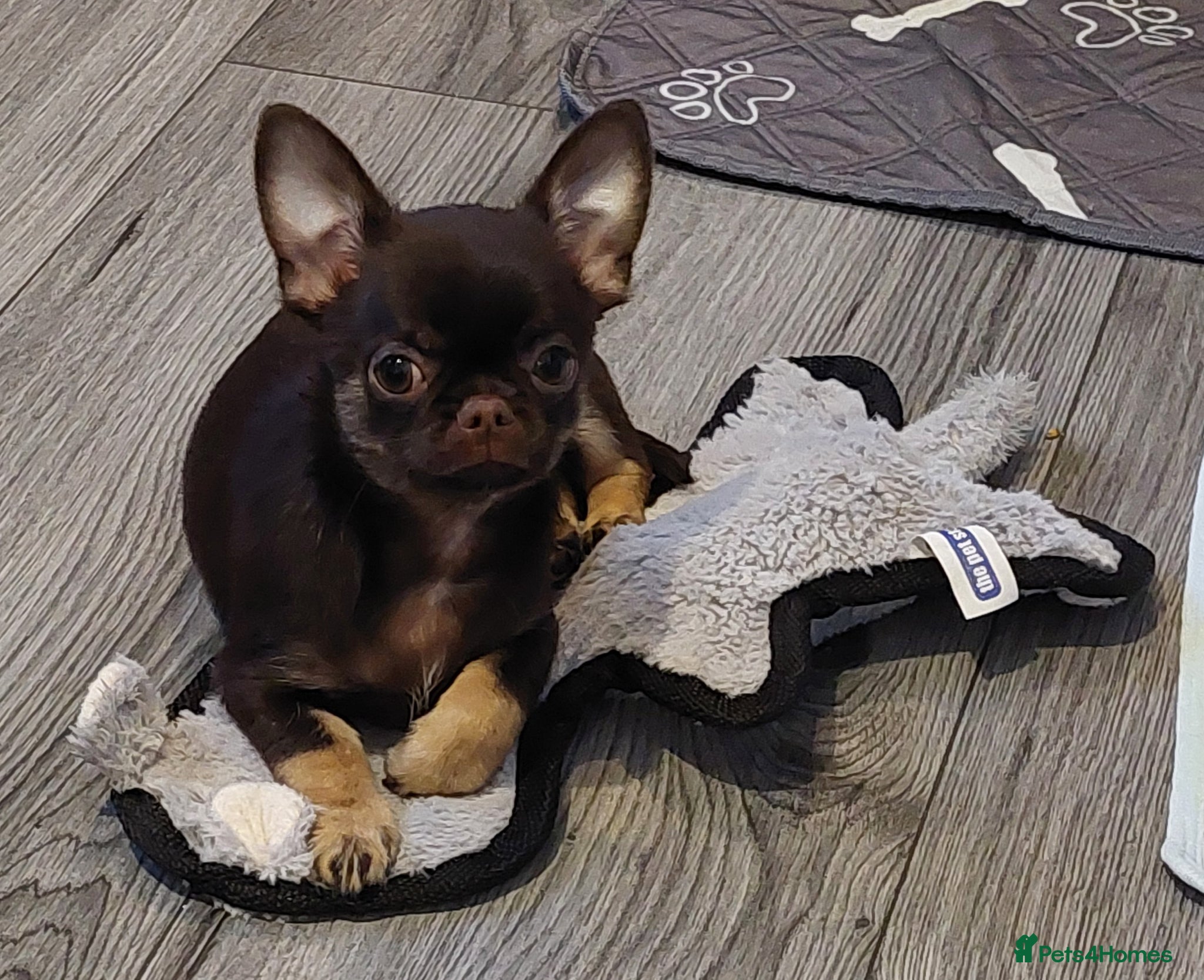 Chihuahua dogs Stunning Chihuahua boy - Advert 1